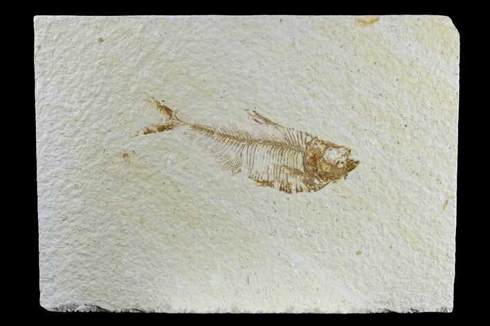 Fossil Fish (Diplomystus) - Wyoming #165805